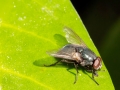 Eudasyphora cyanella