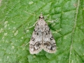 Eudonia_lacustrata.jpg