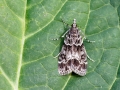 Eudonia_mercurella.jpg