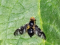 Euleia heraclei