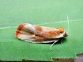 Eulia_ministrana.jpg