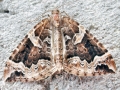 Eulithis_prunata.jpg