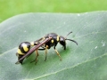 Eumenes_coronatus.jpg