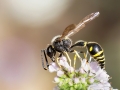 Eumenes_papillarius_Maennchen.jpg