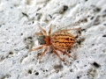 Euophrys_frontalis.jpg