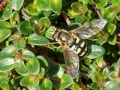 Eupeodes_corollae_Weibchen.jpg