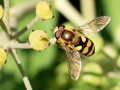 Eupeodes_latifasciatus_Maennchen.jpg