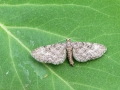 Eupithecia_egenaria.jpg