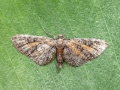 Eupithecia icterata