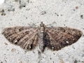 Eupithecia tripunctaria