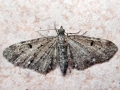 Eupithecia virgaureata