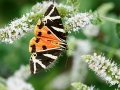Euplagia_quadripunctaria.jpg