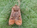 Eupsilia transversa