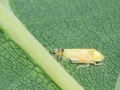 Eurhadina pulchella