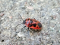 Eurydema_dominula.jpg