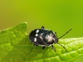 Eurydema oleraceum