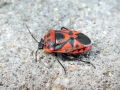 Eurydema_ornata.jpg
