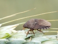 Eurygaster_maura.jpg