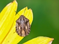 Eurygaster_testudinaria.jpg
