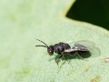 Eurytoma brunniventris