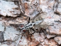 Eustalomyia_hilaris.jpg