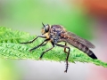 Eutolmus_rufibarbis.jpg