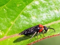 Eutomostethus_ephippium.jpg