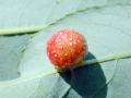 Euura acutifolia daphnoides