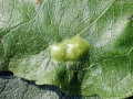Euura bridgmanii