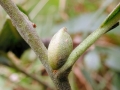 Euura gemmacinereae