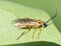 Euura scutellata