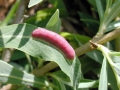 Euura virilis