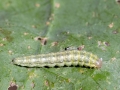Evergestis_forficalis_Raupe.jpg