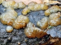 Exidia_cartilaginea.jpg