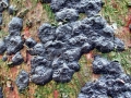 Exidia nigricans