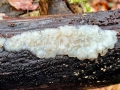 Exidia thuretiana