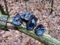 Exidia_truncata.jpg