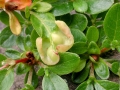 Exobasidium_japonicum.jpg