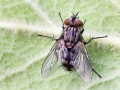 Exorista larvarum