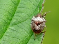Eysarcoris_venustissimus.jpg