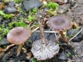 Faerberia carbonaria