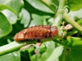 Favonius quercus (Raupe)