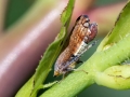 Fieberiella florii oder Fieberiella septentrionalis