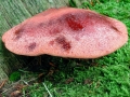 Fistulina hepatica