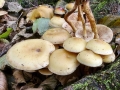 Flammula_alnicola.jpg