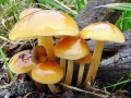 Flammulina_velutipes.jpg