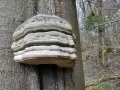 Fomes_fomentarius.jpg