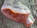 Fomitiporia_robusta.jpg