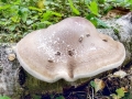 Fomitopsis betulina