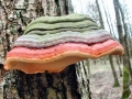 Fomitopsis_pinicola.jpg